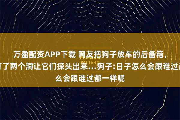 万盈配资APP下载 网友把狗子放车的后备箱，在车上打了两个洞让它们探头出来…狗子:日子怎么会跟谁过都一样呢