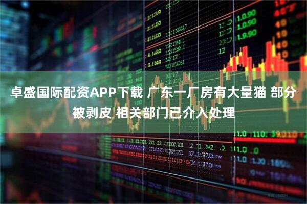 卓盛国际配资APP下载 广东一厂房有大量猫 部分被剥皮 相关部门已介入处理